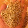 пшеницу на экспорт