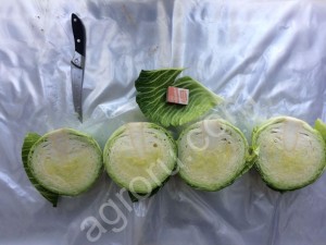 Капуста Оптом