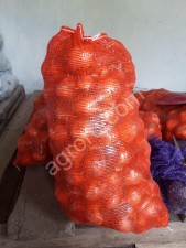 Лук репчатый