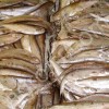 Рыба речная и озёрная