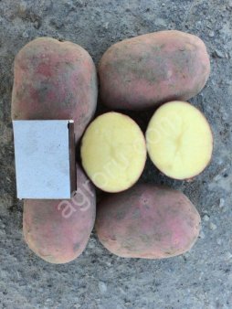 Ред Скарлет (картофель) от 20 тонн