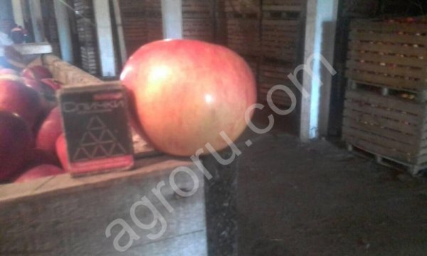 Яблоко оптом Лигол