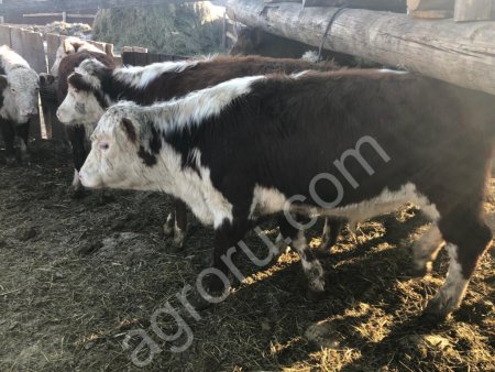бычки герефордской породы
