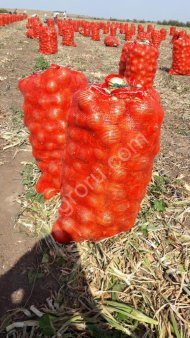 Лук репчатый