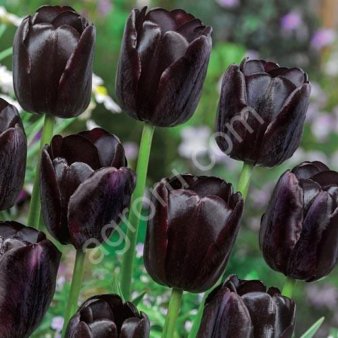 Цибулини тюльпана