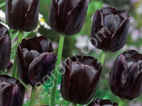 Цибулини тюльпана