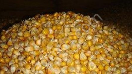 фуражная кукуруза