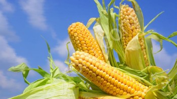 Гибрид кукурузы СИ Феномен Фао 220