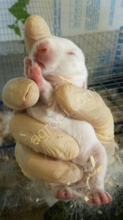 Кролики французский гибрид Hycole (Хиколь)