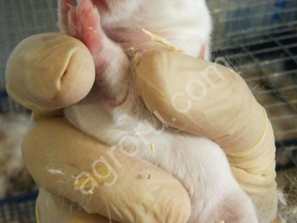 Кролики французский гибрид Hycole (Хиколь)