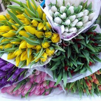 Тюльпаны оптом