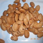 Миндаль горький