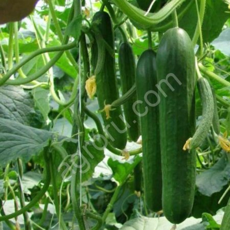 Огурцы среднеполодные, гладкий.Опт.