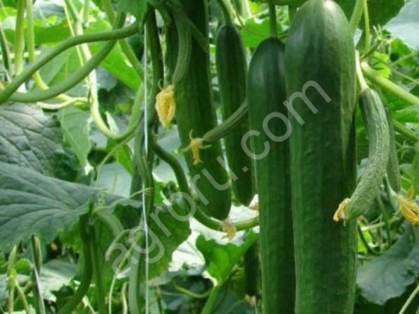 Огурцы среднеполодные, гладкий.Опт.