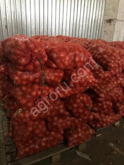 Лук репчатый