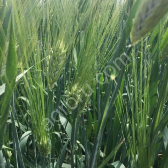 Семена ячменя Вакула,Приазовский, Щедрый,Ратник, Леон, Прерия, Одесский 22 ЭС/РС1