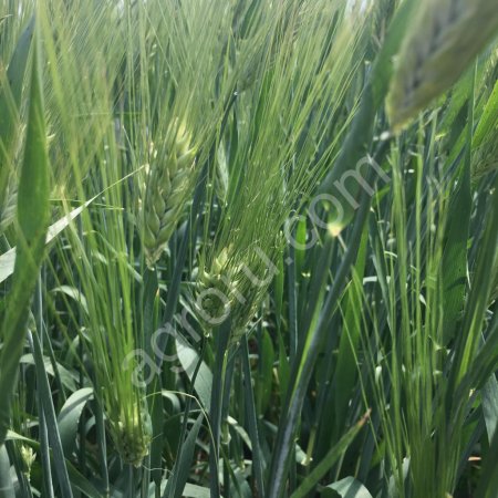 Семена ячменя Вакула,Приазовский, Щедрый,Ратник, Леон, Прерия, Одесский 22 ЭС/РС1