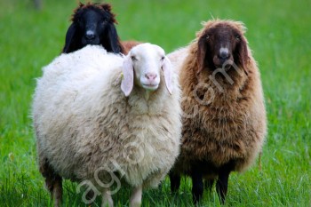 Овцы и Баранчики (на мясо) и ярки