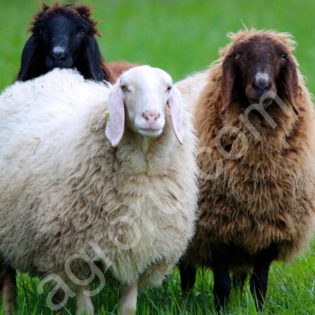 Овцы и Баранчики (на мясо) и ярки