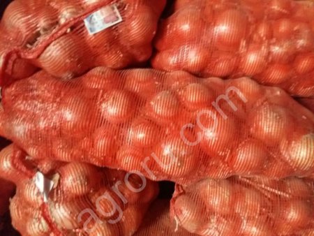 Лук репчатый