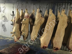 Свинина Ирландка в полутушах и четвиртинах