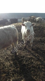 Бычки породы аулиеколь