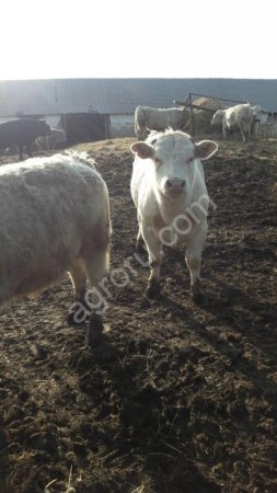 Бычки породы аулиеколь