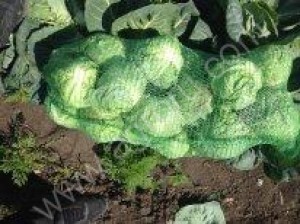 Капуста оптом