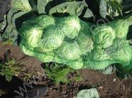 Капуста оптом