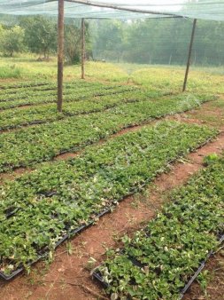 рассада в стаканчиках