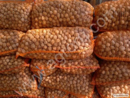 орех грецкий (кругляк)