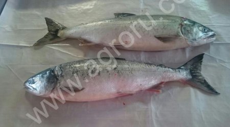 Кета СМ, ПБГ