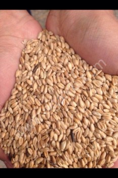 пшеница фуражная оптом