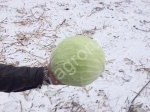 Капуста оптом от производителя.