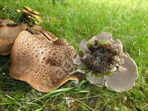 Ежовик пестрый, оптом