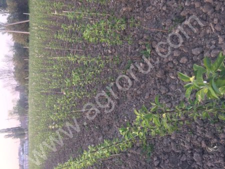 Саженцы яблони