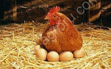 Корма для с/х птицы