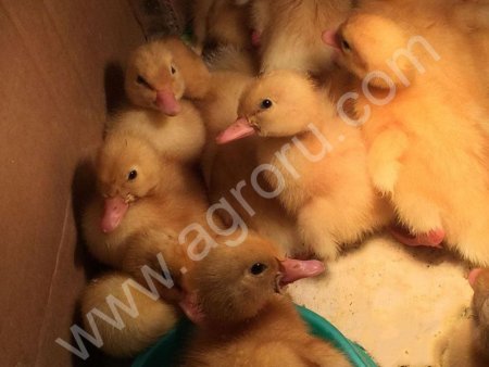 Инкубационное яйцо пекинских уток