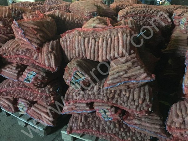 Морковь оптом