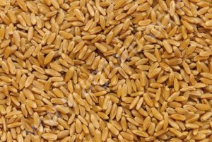 Пшеница 3 класс