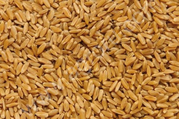 Пшеница 3 класс