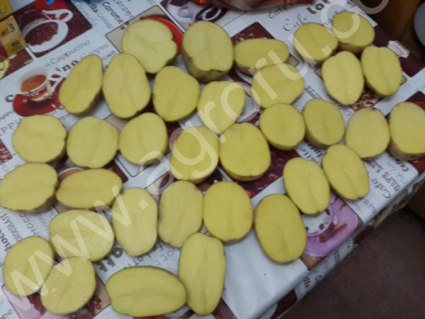 картофель урожай 2015 г.