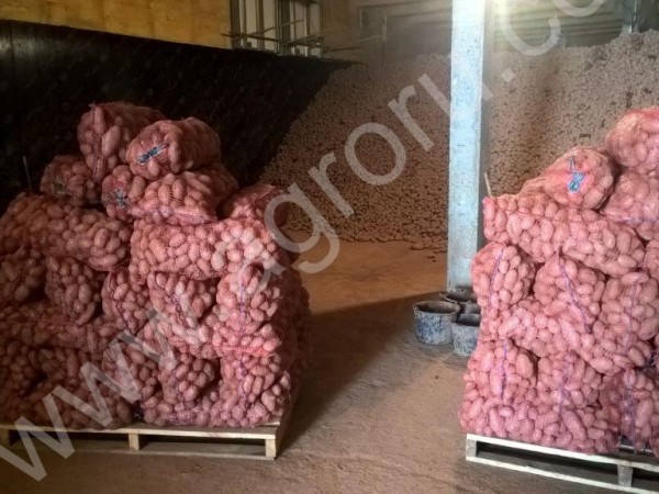 Картофель Ред Скарлет оптом от 20 тонн