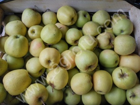 Яблоки/Голден