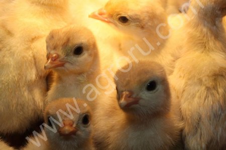 Индюшата Белые Широкогрудые, Бронзовые