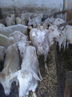 Козье молоко оптом .