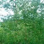 Саженцы березы.