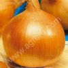 Лук репчатый
