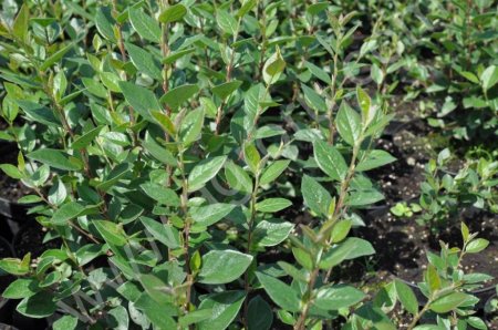 Кизильник блестящий, оптом