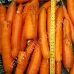 машина по мойки и шлифовки овощей